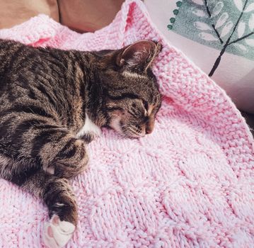 Beautiful female tabby cat on pink knitted blanket at home, adorable domestic pet portrait, close-up