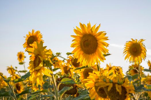 A beautiful sunflower on a natural background in the rays of the setting sun. Selective focus. High quality photos