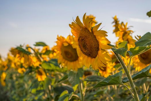 A beautiful sunflower on a natural background in the rays of the setting sun. Selective focus. High quality photos