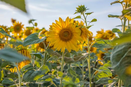 A beautiful sunflower on a natural background in the rays of the setting sun. Selective focus. High quality photos