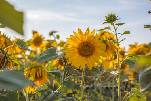 A beautiful sunflower on a natural background in the rays of the setting sun. Selective focus. High quality photos