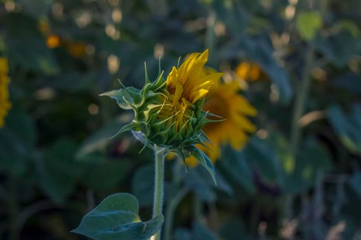 A beautiful sunflower on a natural background in the rays of the setting sun. Selective focus. High quality photos