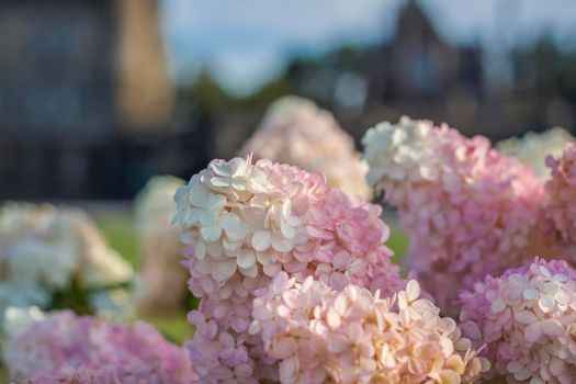 Hydrangea in the garden in a flowerbed under the open sky. Lush delightful huge inflorescence of white and pink hydrangeas in the garden.