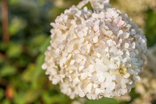 Hydrangea in the garden in a flowerbed under the open sky. Lush delightful huge inflorescence of white and pink hydrangeas in the garden.