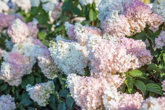 Hydrangea in the garden in a flowerbed under the open sky. Lush delightful huge inflorescence of white and pink hydrangeas in the garden.