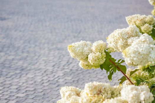 Hydrangea in the garden in a flowerbed under the open sky. Lush delightful huge inflorescence of white and pink hydrangeas in the garden.