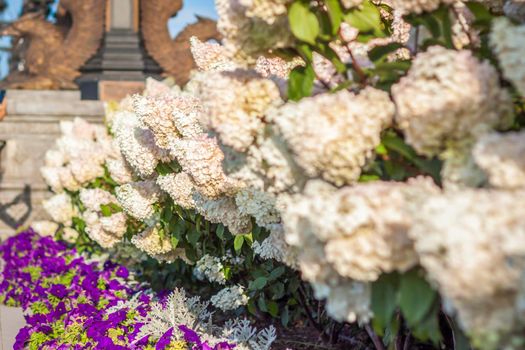 Hydrangea in the garden in a flowerbed under the open sky. Lush delightful huge inflorescence of white and pink hydrangeas in the garden.