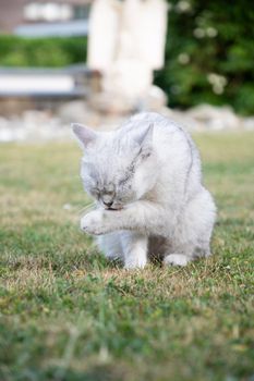 beautiful light gray Scottish kitten washes his paw on a green lawn in the garden, a pet. High quality photo