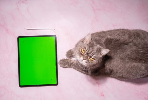 gray cat sits on a pink marble table next to a tablet with green screen, a pet orders food delivery at home, High quality photo