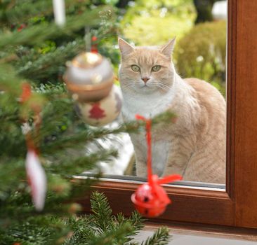 Red cat looking through a window on a Christmas tree with toys