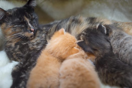 The cat feeds three kittens with milk.