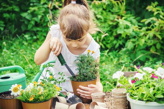 A little girl is planting flowers. The young gardener. Selective focus.