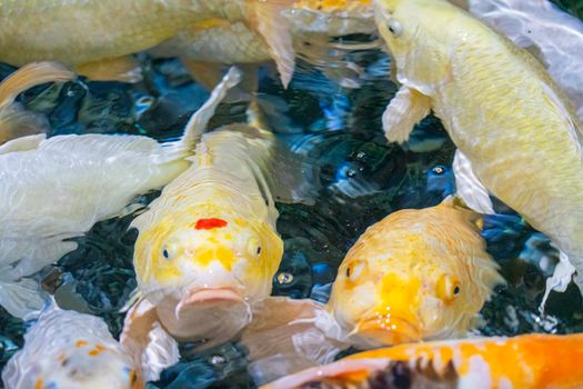 colorful koi carp in the water close-up. photo