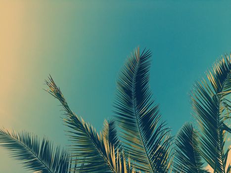 Tropical nature, vintage backdrop and summer vacation concept - Palm tree leaves and the sky, summertime travel background