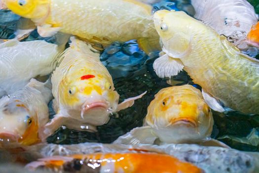 colorful koi carp in the water close-up. photo