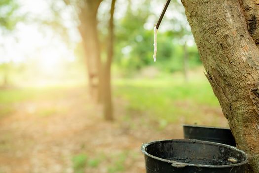 Rubber tapping in rubber tree garden. Natural latex extracted from para rubber plant. Rubber tree plantation. The milky liquid or latex oozes from wound of tree bark. Latex collect in small bucket.
