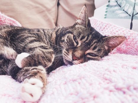 Beautiful female tabby cat at home, adorable domestic pet portrait, close-up