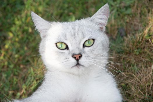 a beautiful light gray Scottish kitten with green eyes lies on a green lawn in the garden, a pet. High quality photo
