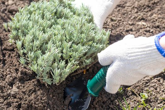 selective focus. growing and planting a lavender bush in the ground. A professional gardener in gloves is planting a plant. The concept of growing a lavender field. High quality photo