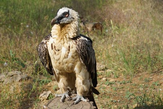 Portrait of a large bird of prey on a green background