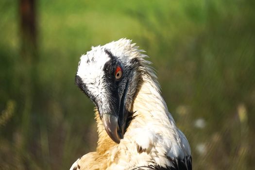 Portrait of a large bird of prey on a natural background