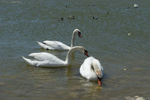 White swans on the water surface of lake Sasyk-Sivash in Yevpatoria. Attraction and beauty of nature of the Crimea.