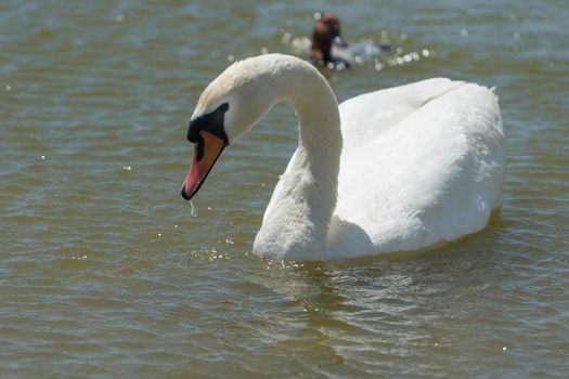 portrait of a white Swan close-up on the background of dark water.