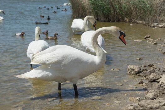 portrait of a white Swan close-up on the background of dark water.