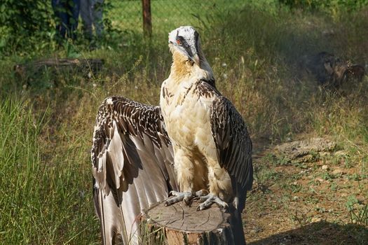 Portrait of a large bird of prey on a natural background