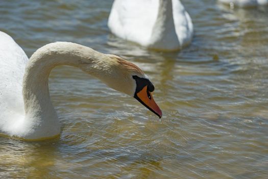 portrait of a white Swan close-up on the background of dark water.