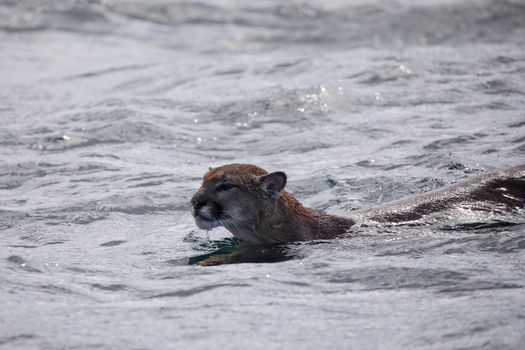 Cougar or mountain lion found swimming across Chancellor Channel before coming into Johnstone Strait in British Columbia waters