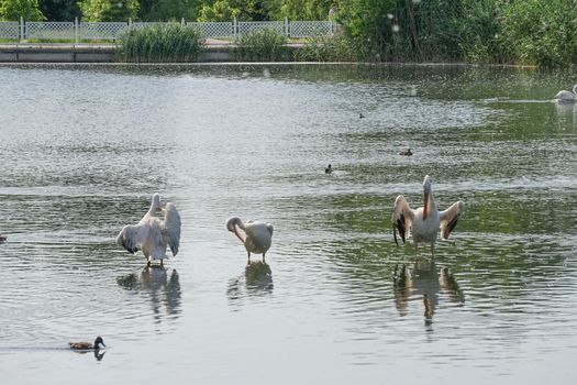 white pelicans on the water surface