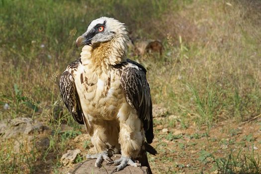 Portrait of a large bird of prey on a green background