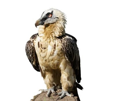 bird of prey sitting on a stump with folded wings on white isolated background