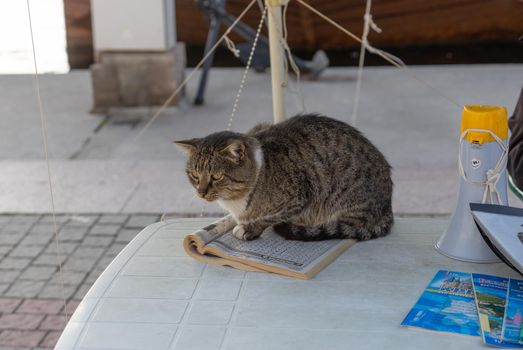 Balaklava, Crimea-October 19, 2017: A tabby cat on a table with guidebooks and a loudspeaker.