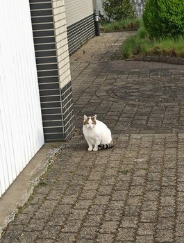White cat walking in the yard of a country house. Home pet.