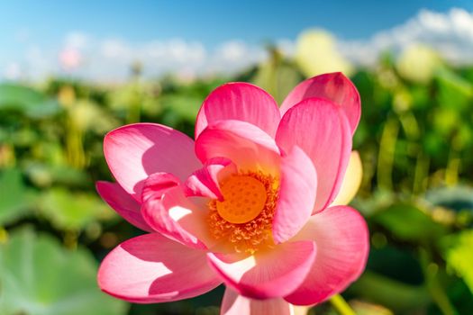 A pink lotus flower sways in the wind. Against the background of their green leaves. Lotus field on the lake in natural environment