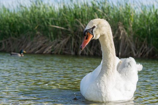 white swan swimming in the lake sunny day