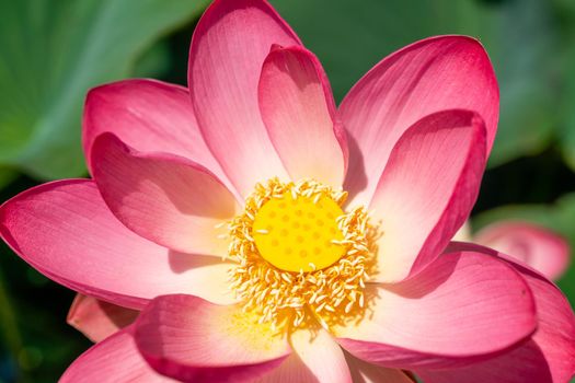 A pink lotus flower sways in the wind. Against the background of their green leaves. Lotus field on the lake in natural environment