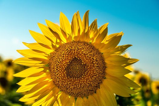 Half of a sunflower flower against a blue sky. The sun shines through the yellow petals. Agricultural cultivation of sunflower for cooking oil