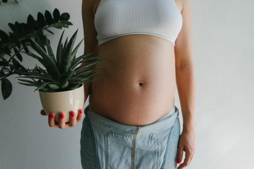 A pregnant girl holds a succulent in a ceramic pot in her hands. Haworthia in the hands of a girl in anticipation of the birth of a child. Succulent close-up.