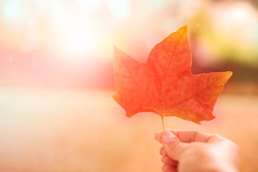 Red maple leaf in hand with light blur background for your text, close up