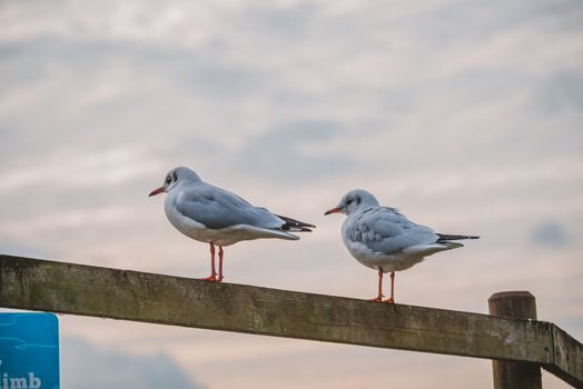 Two birds resting in wooden fence. High quality photo