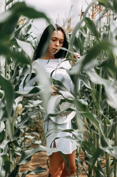 A brunette girl in a white dress in a cornfield. The concept of harvesting.