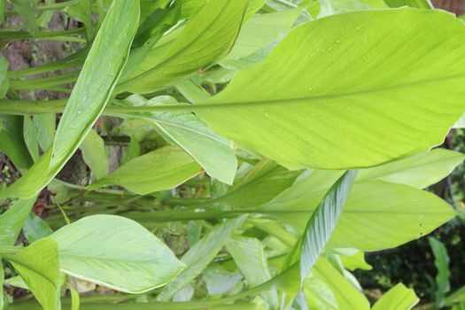 green colored turmeric tree farm for spice harvest