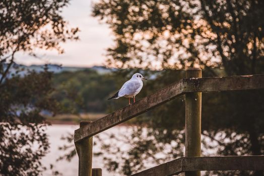 Bird resting in wooden fence. High quality photo