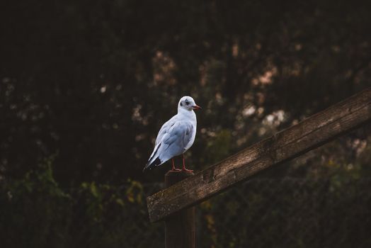 Bird resting in wooden fence. High quality photo