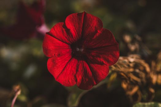 Macro photo of red flower. High quality photo