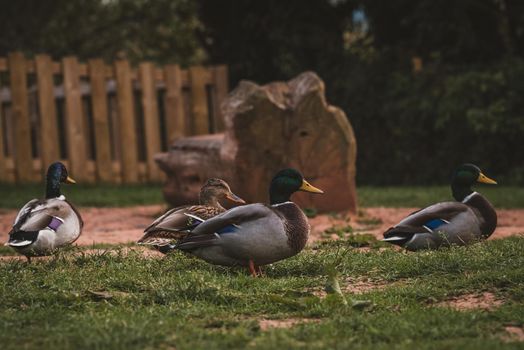 Several ducks resting in park. High quality photo