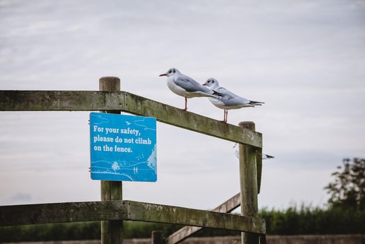 Do not climb on fence . High quality photo